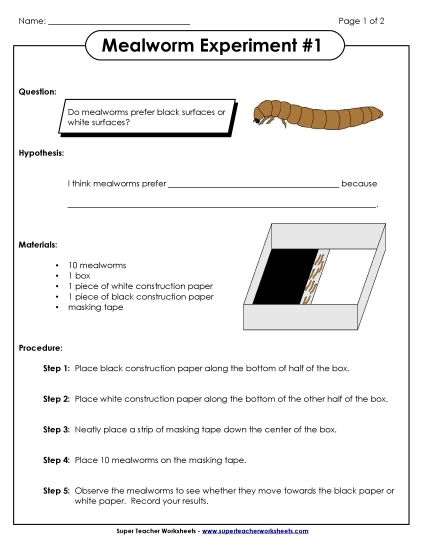 Mealworm Black/White Experiment #1