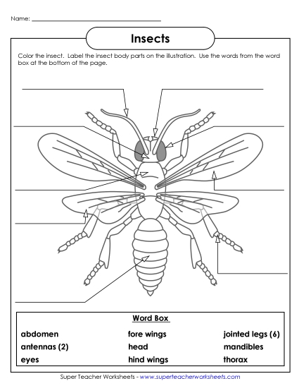 Insect (Label the Parts)