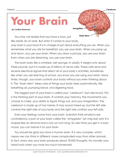 Your Brain