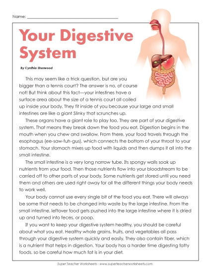 Your Digestive System