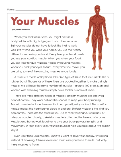 Your Muscles