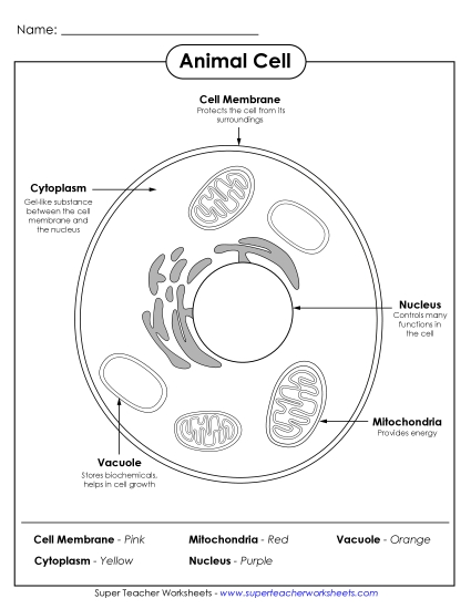 Animal Cell Coloring