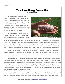 The Pink Fairy Armadillo
