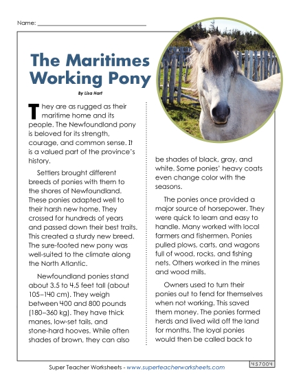 The Maritimes Working Pony