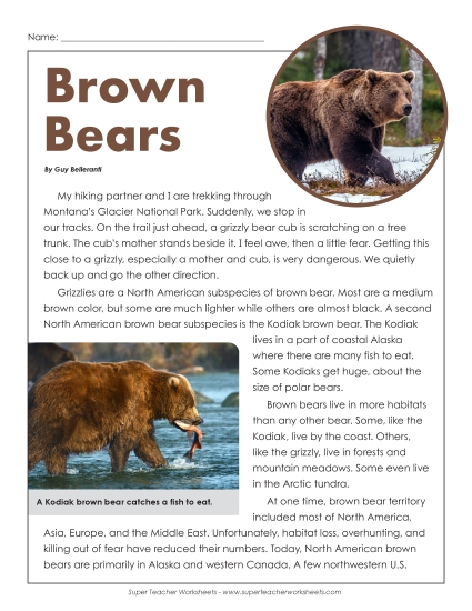 Brown Bears