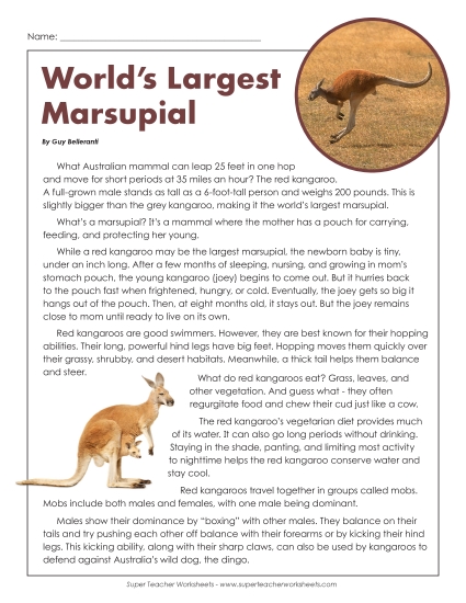 Red Kangaroo 
