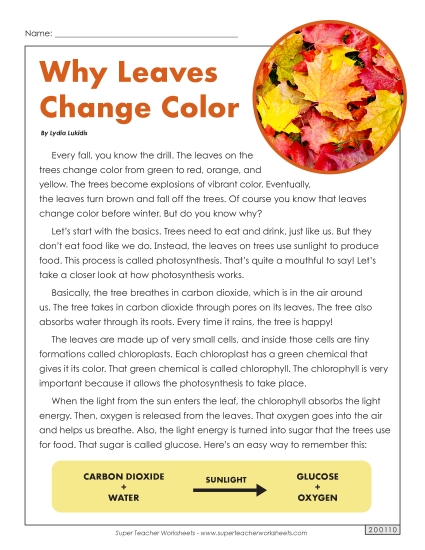 Why Leaves Change Color 