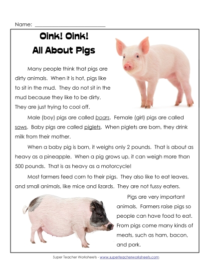 Oink! Oink! All About Pigs