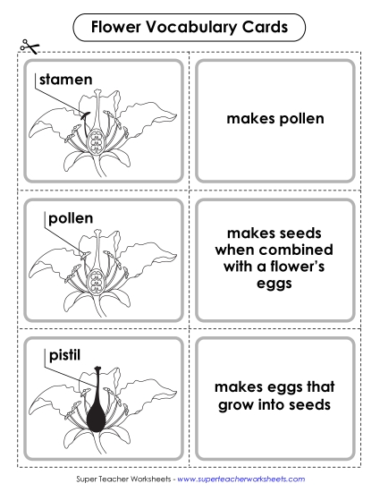 Flower Vocabulary Cards (Intermediate)
