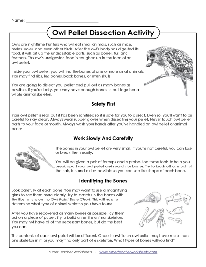 Owl Pellet Dissection Activity