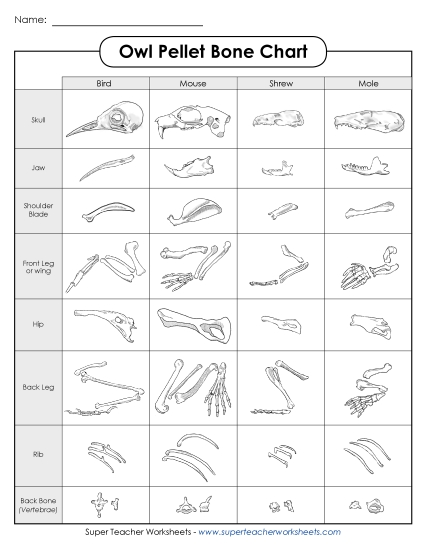 Owl Pellet Bone Chart
