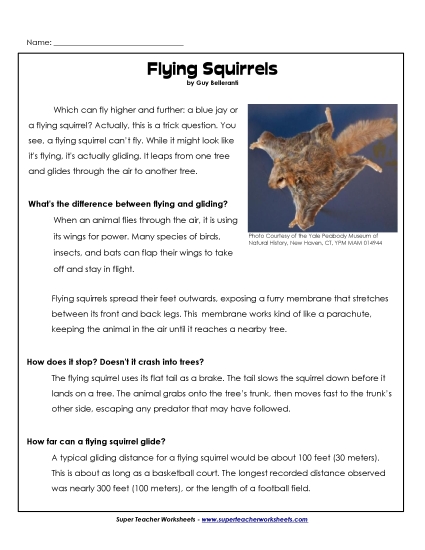 Flying Squirrel
