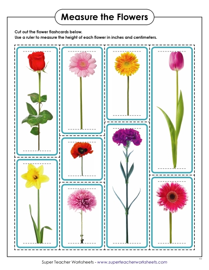 Measure the Flowers