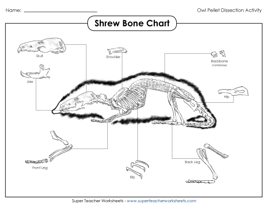 Shrew Skeleton Chart