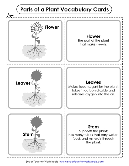 Parts of a Plant Vocabulary Cards (Basic)