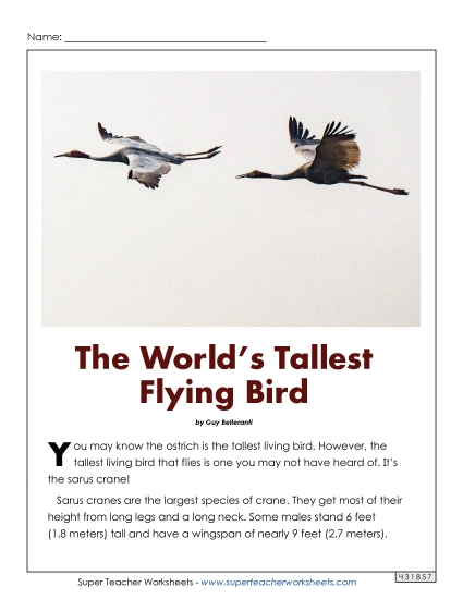 Sarus Cranes: Tallest Fliers