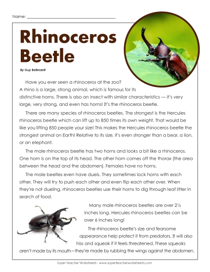 Rhinoceros Beetle