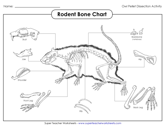 Rodent Skeleton Chart