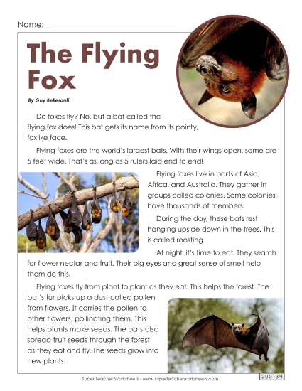 Flying Fox
