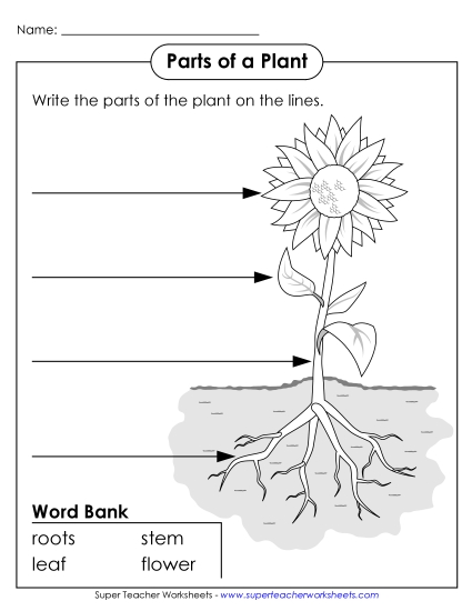Parts of a Plant (Basic)