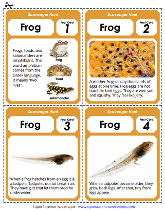 Frog Life Cycle Activities - Scavenger Hunt Frog Life Cycle Activities - Scavenger Hunt