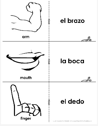 Hoja de trabajo partes del cuerpo tarjetas did&aacute;cticas en espanol